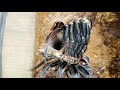 Линька паука птицееда Brachypelma vagans (Tliltocatl vagans)