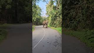 കാട്ടാന attack🐘 #nelliyampathy #instagram #blog #travel #latest