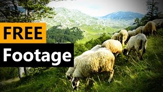 Sheep On Mountain - Free Stock Video Footage Download Full Hd