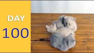 DAY 100 - Baby Kittens after Birth | Emotional by Funny Cats Footage 399 views 1 year ago 1 minute, 29 seconds