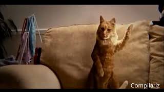Stefflon Don, Skepta - Ding A Ling (animal dance video)