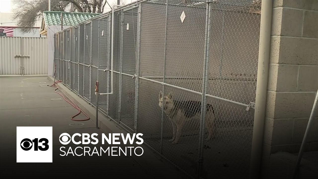 Audit finds major issues at Sacramento animal shelter