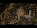 Deer decomposition  timelapse 4k