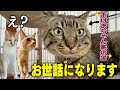 【緊急】おばあちゃん家の猫を預かることになりました。