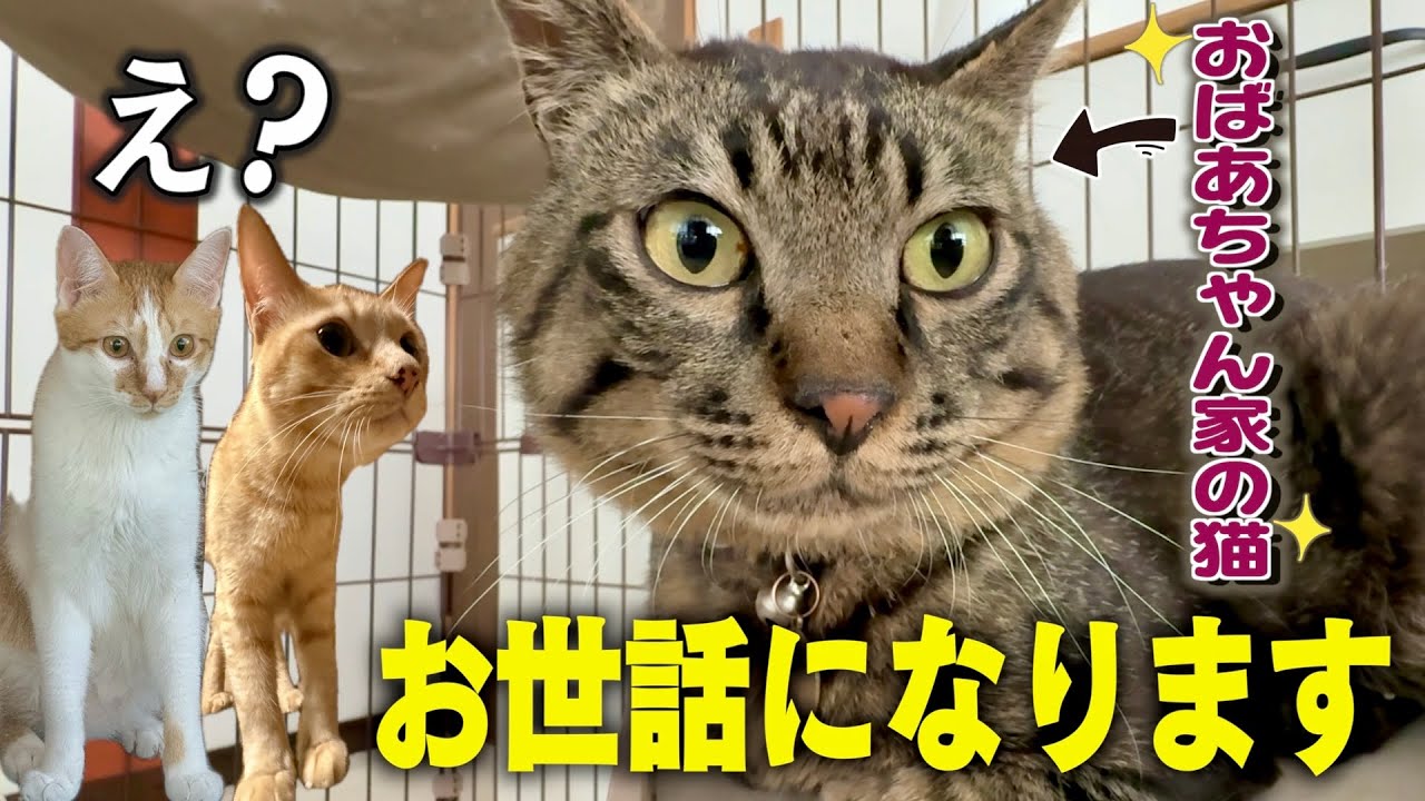 【緊急】おばあちゃん家の猫を預かることになりました。