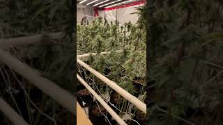 Gavita 1700e LED. Week 6 Floraflex Nutrients.