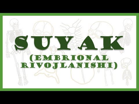 Suyakning embrional rivojlanishi | Formation of bone