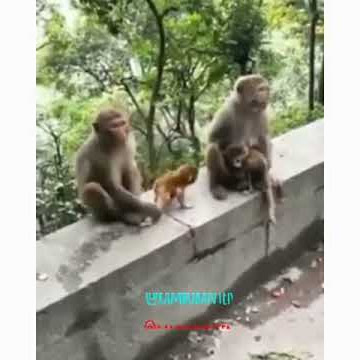 Rambo Serang