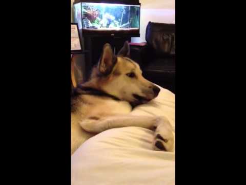 Mishka Auto Tune Husky Mishka Auto Tune Husky