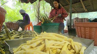 เซียนปาด หน่อไม้เงินล้าน | เอิร์ธสดชื่น สร้างอาขีพ