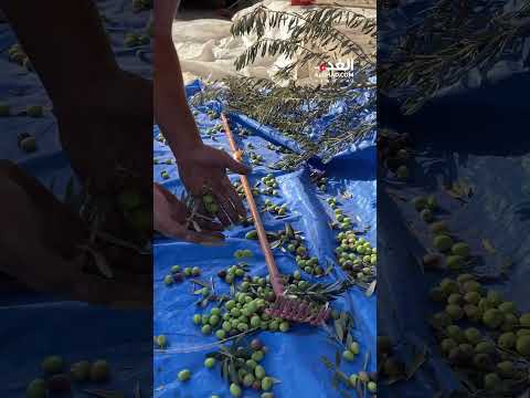 في الموسم الأضعف منذ عقود بسبب الجفاف الأردنيون يبدأون جني ثمار الزيتون