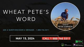 Wheat Pete's Word, May 15: The corn swap-out question, road safety and stripe rust rumblings