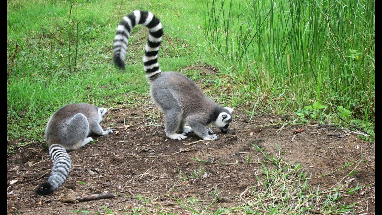 Park ANJA i lemury katta, Madagaskar