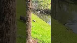 Opossum attacked by an Alligator #shorts