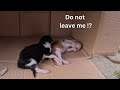 A kitten asks for help from her dead brother next to her