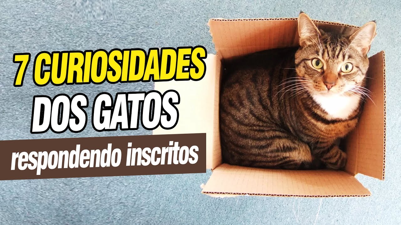 7 espécies de gato que talvez você não conheça