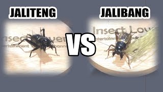 JANGKRIK JALITENG VS JALIBANG II ADU JANGKRIK KALUNG