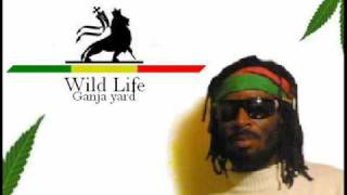 Wildlife - Ganja Yard