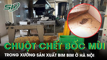 Kinh hãi chuột chết bốc mùi trong xưởng sản xuất bim bim ở Hà Nội | SKĐS