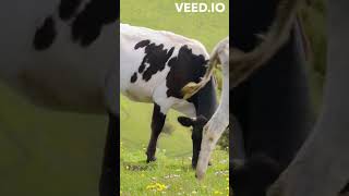 Cow Facts  No Upper Front Teeth! #cowfacts