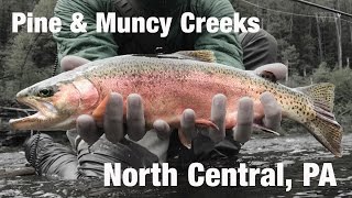 Fly Fishing Pine Creek & Muncy Creek, PA  Wooly Bugged