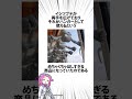 イシツブテ型のハンガーがさすがに欲しすぎる
