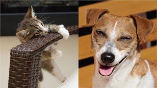 Funniest  Dogs And  Cats  Funny Pets Living Their Cute Lives