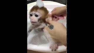 OK,I'm going to take a bath firstCutest monkey video 2017