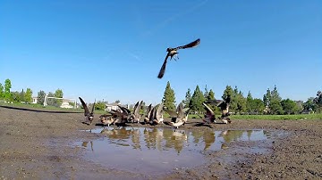 Cliff Swallows gathering mud for their nests