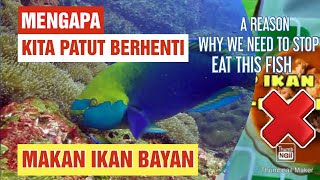 MENGAPA PERLU BERHENTI MAKAN IKAN BAYAN @ PARROTFISH