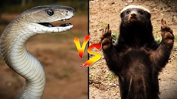 Black Mamba vs  Honey Badger – Who Would Really Win🤔