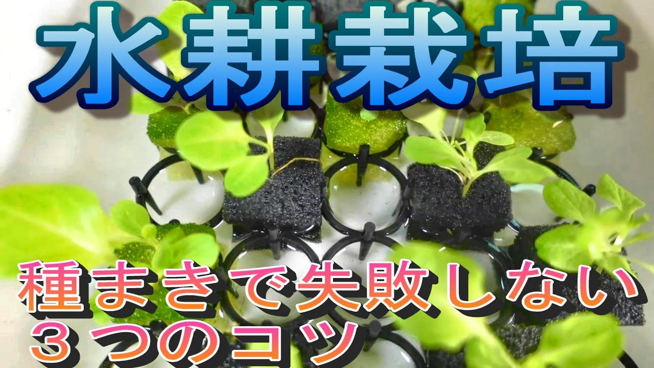 【野菜の水耕栽培】水耕栽培の種まきで失敗しない３つのコツ
