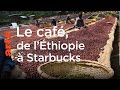 Le café : un si long voyage - Le Dessous des cartes | ARTE