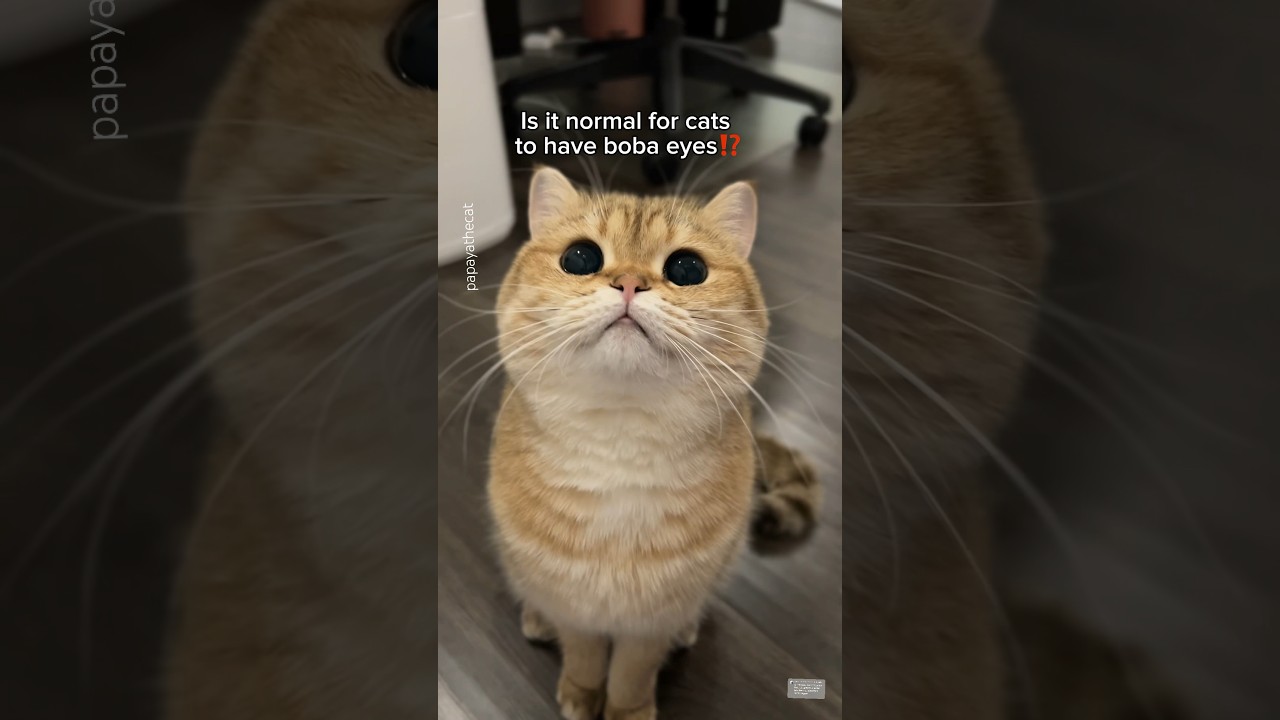 ⁣Do boba eyes really exist? #cat