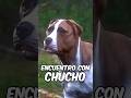 🐶 El reencuentro con mi amado perro