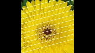 Ne' Nange - Serenia Chelsy Situmorang