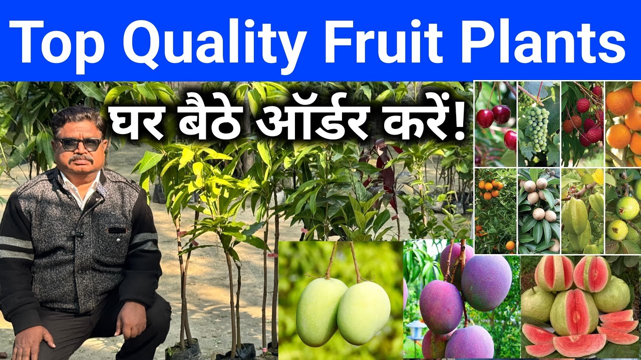 Top Quality Fruit Plants - 