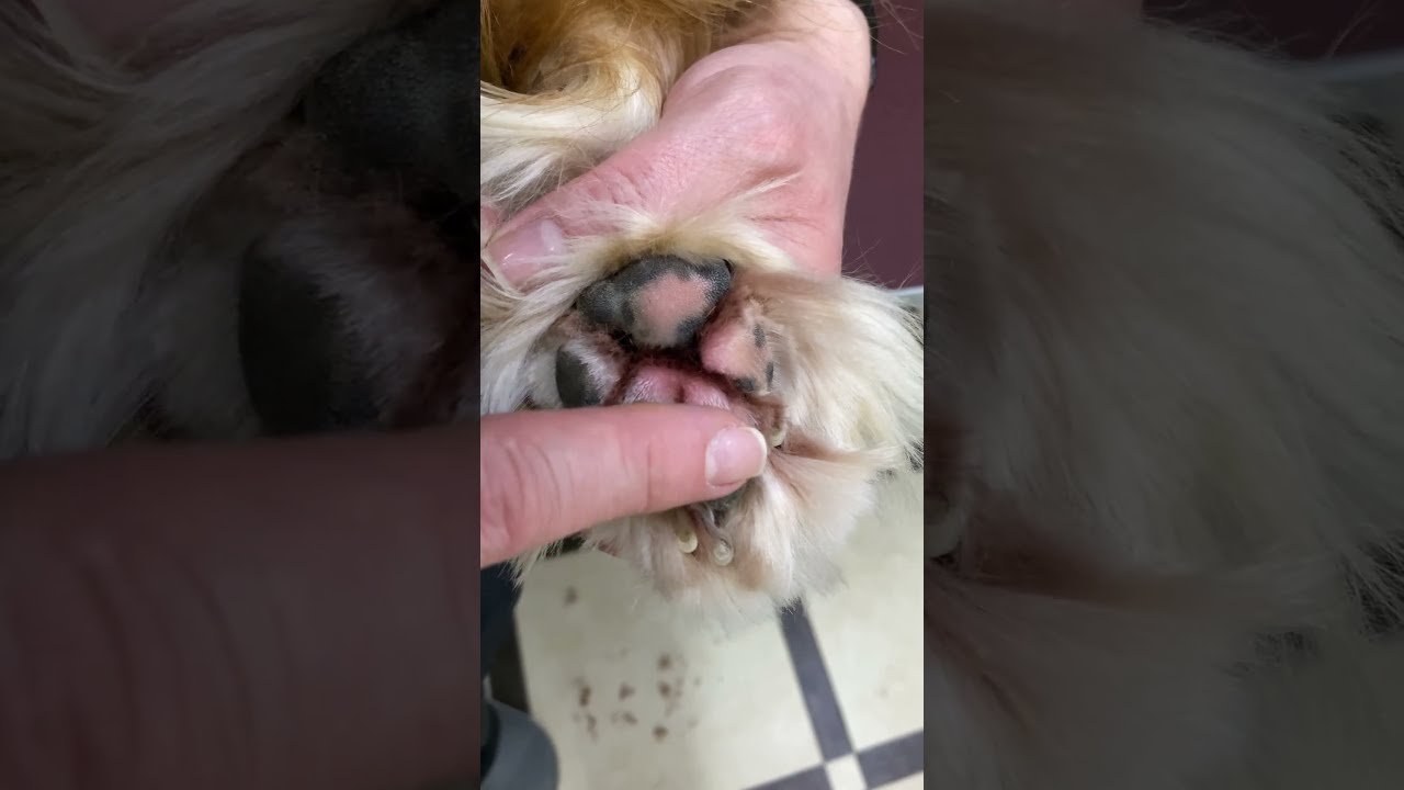 A Majestic Cut Transforming The Look Of King Charles Cavalier
