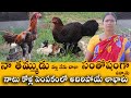 Hens Farming in Home | నాటు కోళ్ల పెంపకంలో అదిరిపోయే లాభాలు | Natu Kodi Farming | Sreekaram Farming