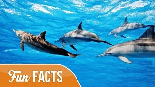 10 Fun Facts About Dolphins