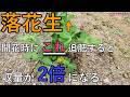 【有用菌栽培】落花生は「開花時の追肥」で収量が2倍になる｜追肥 土寄せ 表層微生物マルチで子房柄が潜る“道”を作る