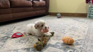 Harper - F1B Mini Goldendoodle DOB 12-26