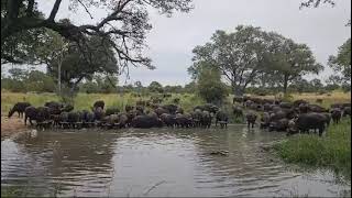 Our expert safari ranger @deonwesselsphotography recently stumbled upon a large herd of buffalo 👀