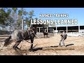 Low Country Cowboys - Harness Training Young Horses |  Episode Four