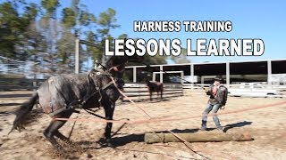 Low Country Cowboys  Harness Training Young Horses |  Episode Four