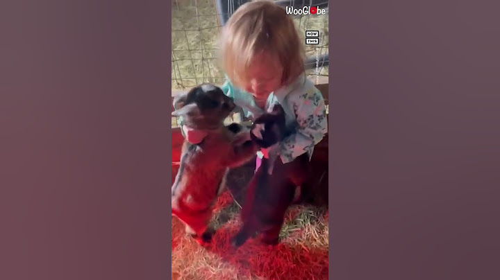 Mała dziewczynka uwielbia spędzać czas z małymi koźlętami ❤️🐐 #Shorts