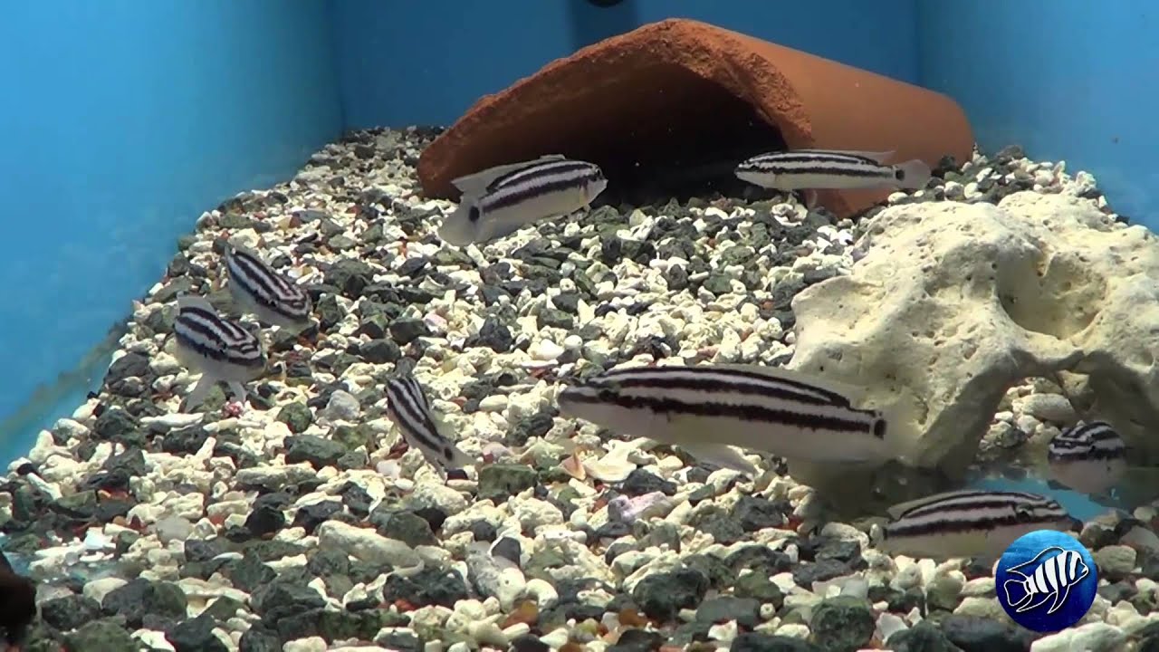 tropical fish minecraft use Sélection Tanganyika - Novembre 2015
