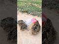 Create New Bird Trap - Quail Trap # simple bird trap #shers