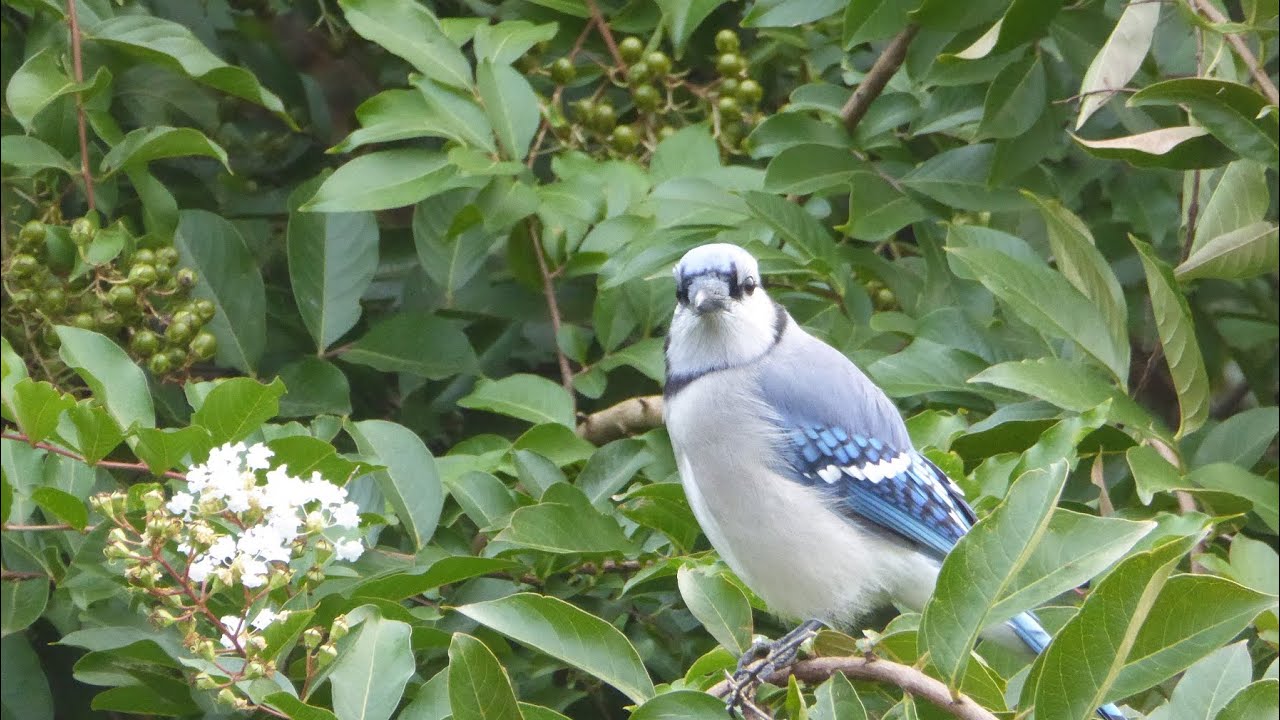 How Do I Attract Blue Jays To My Feeder?