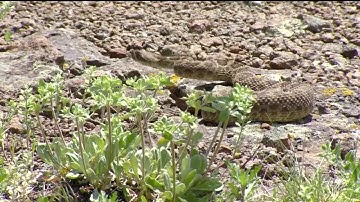 How to avoid snakes on Colorado